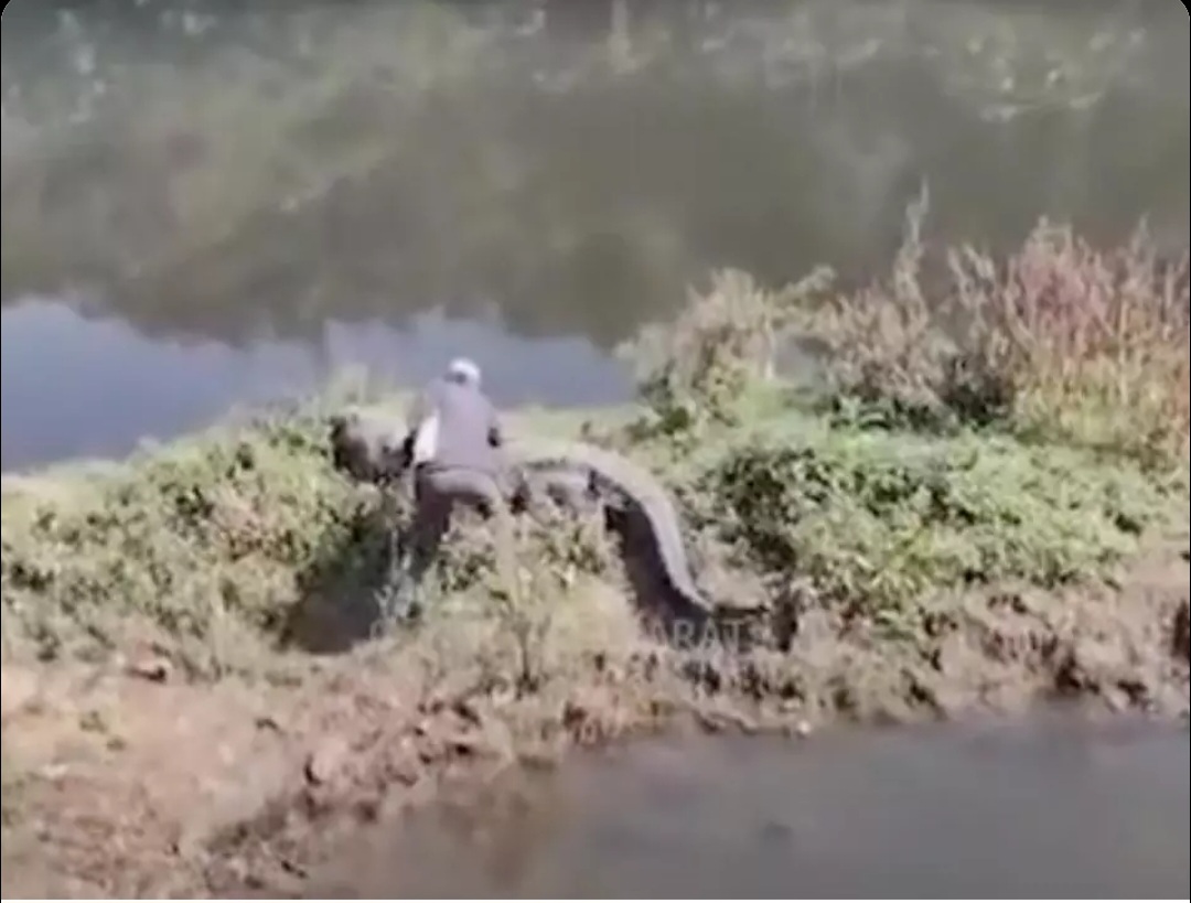 પાદરાની ઢાઢર નદી કિનારે એક યુવકે મગરની પજવણી કરી, વીડિયો વાઇરલ થયો